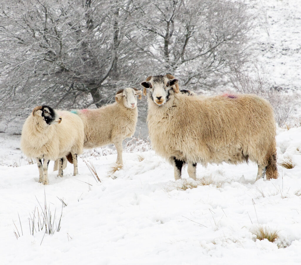 Pennine Sheep in Winter 🐑